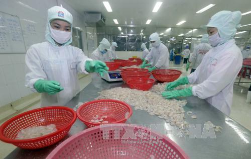 Hải sản Việt tìm cách khắc phục 'thẻ vàng' ở thị trường EU 